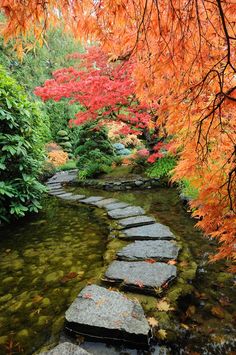 a stone path in the middle of a river surrounded by trees with leaves on it