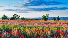 a field full of colorful flowers under a blue sky