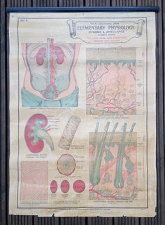 an old medical poster showing the anatomy of the body