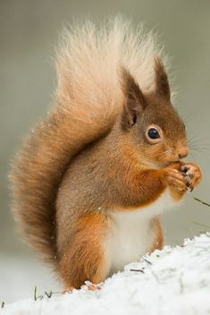 a red squirrel is eating some food on the snow covered ground with grass in its mouth