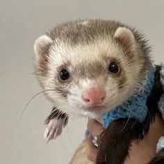 a ferret is holding on to someone's arm and wearing a blue sweater