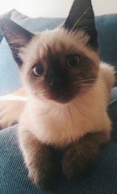 a siamese cat sitting on the arm of a couch with its paw up to the camera