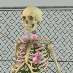 a skeleton holding pink roses in front of a fence