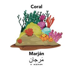 corals and other marine life on a white background with the words coral written in arabic