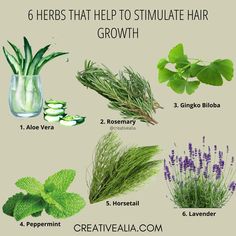 Looking for natural ways to boost hair growth? 🌿 Check out these 6 powerful herbs! Add them to your hair routine and see the difference. If you’re not much of a DIY girl and would prefer a ready made oil to boost your hair health, visit my shop to get our herb-infused hair oil and nourish your hair naturally. It’s filled with many herbs including some of the ones spoken above, that are proven to help your hair grow and shine ✨ #HerbalHairCare #NaturalHairGrowth #AloeVera #Rosemary #GingkoBilo... Rosemary Plant For Hair Growth, Hair Growth Tips Natural Hair, Plants For Hair Growth, Herbs To Grow Hair, Hair Spells Grow, Food For Hair, Rosemary Oil For Hair Growth, Herbal Hair Care