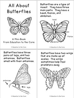 four different types of butterflies with caption in the bottom right corner, and an image of