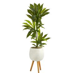 a plant in a white pot with wooden legs