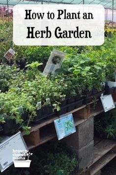 How to Plant an Herb Garden Best Herbs To Grow, Herbs To Grow, Building Raised Garden Beds, Help Save Money, Garden Growing, Plant Diseases, Garden Pests, Community Gardening