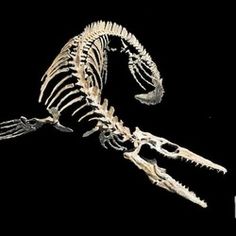 the skeleton of a dinosaur is shown in this image, it appears to be an adult