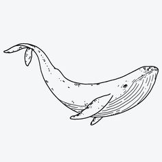 a drawing of a humpback whale