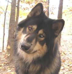 a black and brown dog sitting in the woods