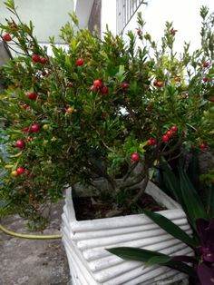 a potted plant with red berries on it