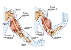 the muscles are shown in this diagram, and they have different functions to help them