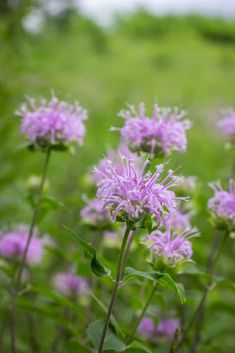 some purple flowers are growing in the grass