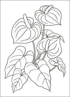 a plant with leaves and flowers in black and white coloring book page for adults to color