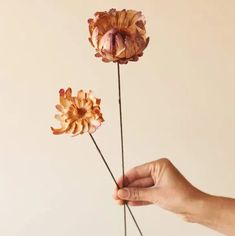 a person holding two flowers in their hand