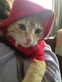 a cat wearing a red hoodie on its back