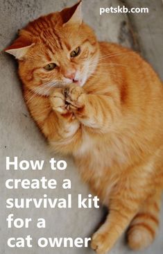 an orange cat sitting on the ground with its paw in it's mouth and caption how to create a survival kit for a cat owner