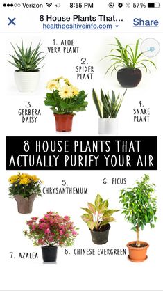 an advertisement for house plants that actually purify your air