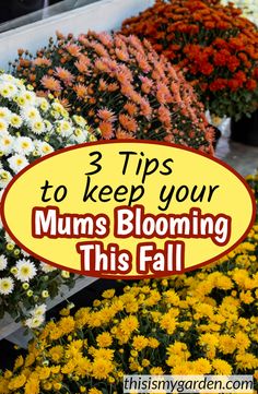 flowers with the words 3 tips to keep your mums blooming