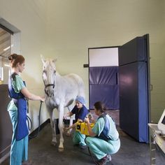 two women in scrubs are standing next to a white horse and another woman is washing it