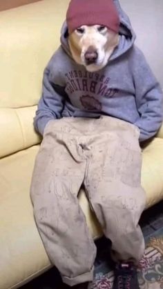 a dog sitting on top of a couch wearing a hoodie and sweatpants with his mouth open