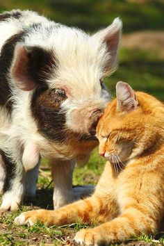 a small pig and an orange cat are in the grass, one has its nose to the other's ear