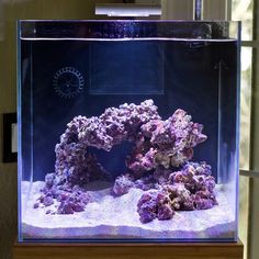 an aquarium filled with purple corals and other marine life in it's tank