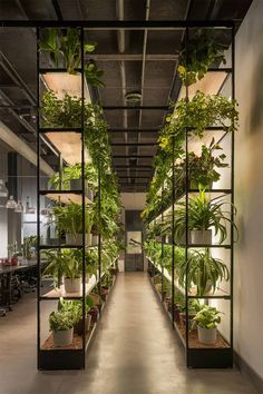 an indoor plant filled with lots of green plants in glass shelves on the side of a wall