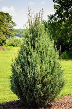 a large green bush sitting in the middle of a field