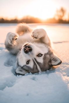 a husky dog rolling around on its back in the snow with it's paws up