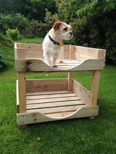 a small dog standing on top of a wooden shelf in the grass with trees behind it