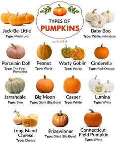 the types of pumpkins are shown in this poster, which includes their names and pictures