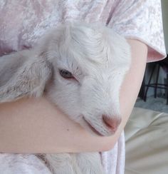 a close up of a person with a goat on their arm and the sheep is wearing a blanket