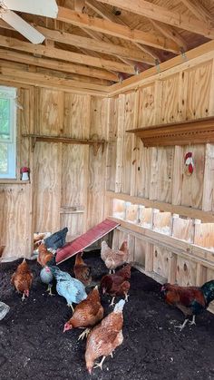 several chickens are standing in an enclosed area with wood paneling on the walls and ceiling