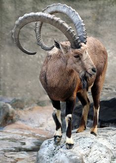 an animal with large horns standing on top of a rock