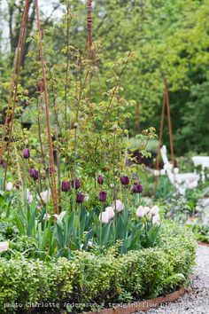 a garden filled with lots of different types of flowers