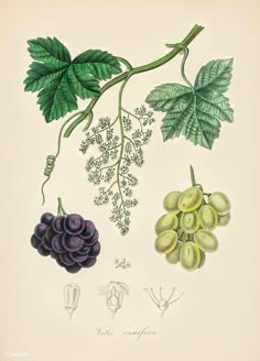 an illustration of grapes and leaves on a branch