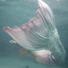 a large white fish swimming under water