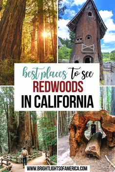 the best places to see redwoods in california