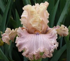 a pink and yellow flower with green leaves in the background