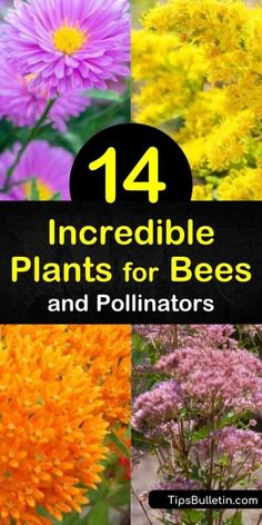 Plants For Bees, Pollinator Garden Design, Pollinating Flowers, Bee Friendly Plants, Amazing Plants, Pollinator Plants