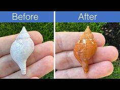 two different shells being held in someone's hand before and after they were cleaned