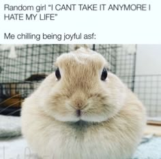 a white rabbit sitting on top of a bed next to a cage filled with rabbits