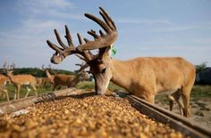 a deer with antlers standing on top of a pile of food