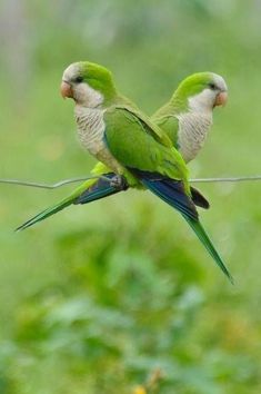 two green birds are sitting on a wire