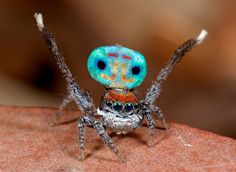 a colorful spider sitting on top of a red rock with it's eyes open