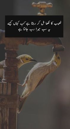 two birds sitting on top of a wooden pole