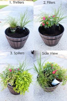 four different types of flower pots with flowers in them and the words, how to grow plants