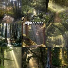 four different pictures with the words light forest on them and trees in the foreground